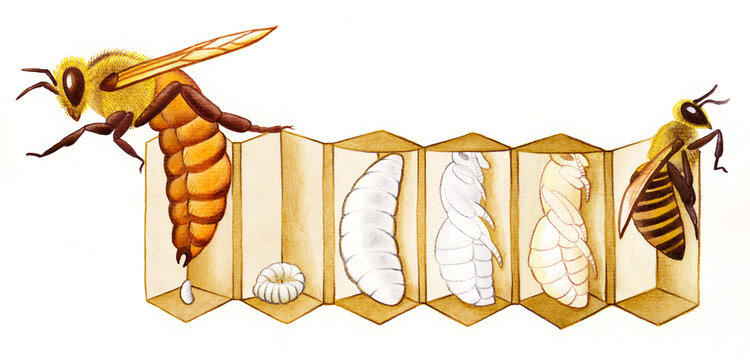 Hand-painted honey bee life cycle illustration created with watercolor and colored pencils. Perfect for educational materials, biology, entomology, beekeeping, scientific publications