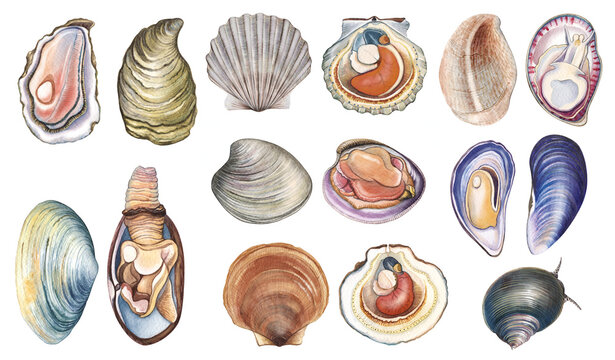 Hand-painted watercolor clipart set of marine mollusks with shells, anatomical cross sections, and living specimens. Perfect for marine biology, zoology, scientific publications, educational materials