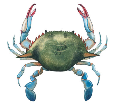 Hand-painted watercolor blue crab illustration. Perfect for marine biology, zoology, scientific publications, educational materials, seafood menus, natural history, branding, and print design projects