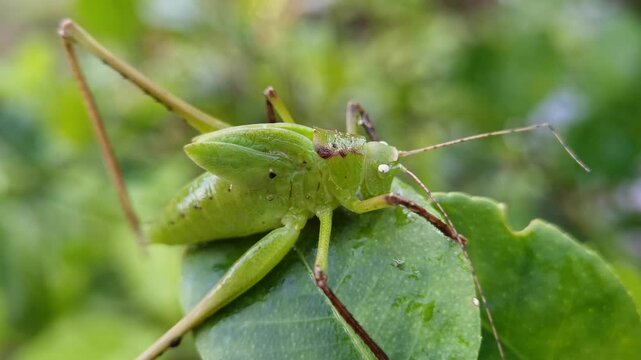 A vibrant green katydid grasshopper resting on a fresh leaf in nature.
