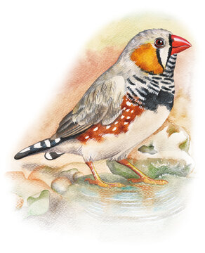 Hand-painted zebra finch illustration created with watercolor and colored pencils. Perfect for ornithology, zoology, educational materials, scientific publications, natural history, wildlife art