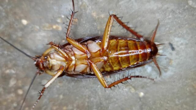 A macro, top-down shot of a dead American cockroach (Periplaneta americana) lying on its back, revealing detailed ventral anatomy including its legs, spines, abdomen, and antennae on a gray concrete