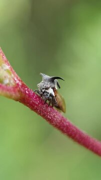 A detailed macro shot capturing a bull-horned treehopper insect (Leptocentrus taurus) resting on a vibrant pinkish-red plant stem