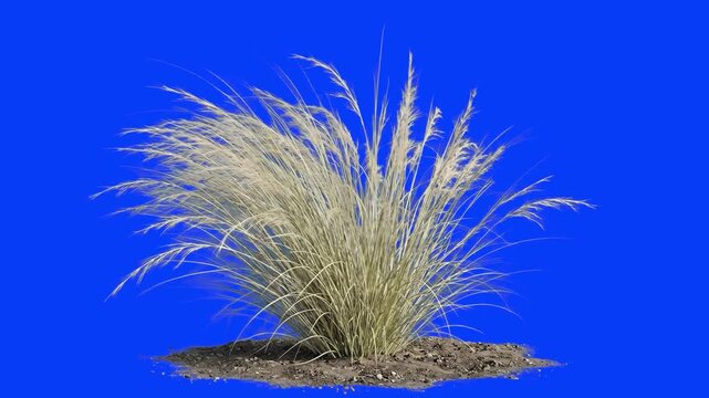 Detailed 3D model of a lush bush of dry pampas feather grass (Stipa) with fluffy panicles growing on ground, isolated on a bright blue background. Excellent for exterior architectural visualization ov
