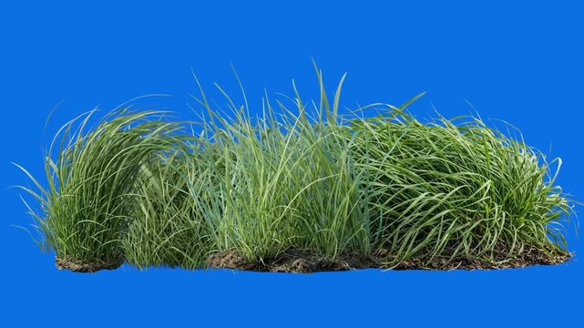 A realistic 3D nature simulation showing patches of lush green grass and wild weeds swaying gently in the wind against a solid blue backdrop. Perfect for outdoor environment compositing, landscape des