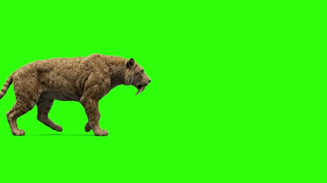 A realistic 3D walk cycle of a muscular prehistoric saber-toothed cat, Smilodon, against a solid green screen. Perfect for compositing into custom backgrounds, paleontology educational videos, and nat