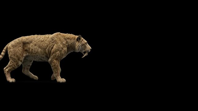 A realistic 3D walk cycle of a muscular prehistoric saber-toothed cat, Smilodon, isolated against a solid black background. Ideal for compositing into dark environments, cinematic trailers, and paleon