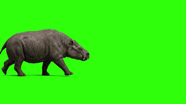 A realistic 3D walk cycle of the prehistoric mammal Toxodon against a chroma key green background. Ideal for historical reconstructions, ice age animations, and paleontology media.