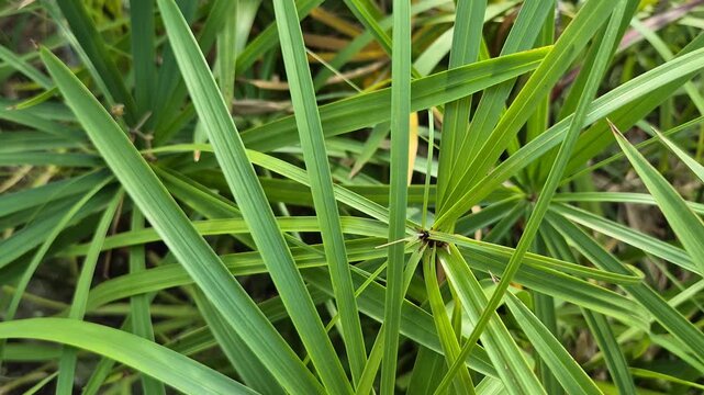 Close-up of Lush Umbrella Papyrus Plant Leaves in Garden with Natural Sunlight