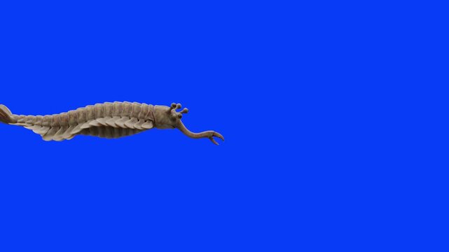 A detailed 3D animation of the unusual Cambrian creature Opabinia swimming and moving its unique frontal proboscis against a solid blue screen background. Excellent for marine evolution documentaries 