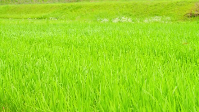 Young Rice Plants Growing in a Flooded Paddy Field with Reflections