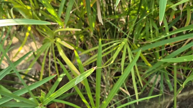 Close-up of Lush Umbrella Papyrus Plant Leaves in Garden with Natural Sunlight