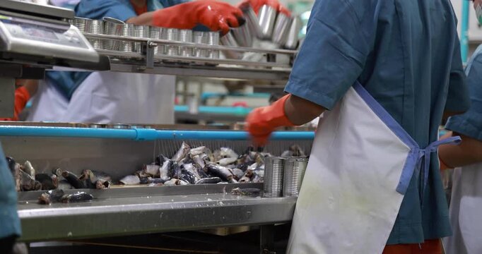 Food manufacturing industry. Worker working in canned food factory. Food industry. Canned fish factory. Worker's hand holding sardine to cutting head. Worker in food processing production line.