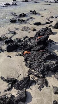 Galapagos Islands volcanic rocks on beach with ocean waves and sally lightfoot crabs walking