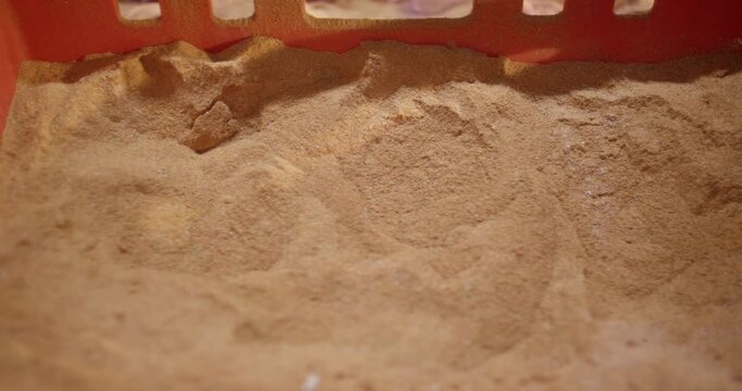 Hand reaching into fine brown granulate material in a red plastic crate in warm light