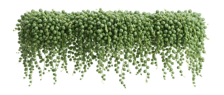 String of Pearls Succulent Hanging Plant with Cascading Round Green Leaves