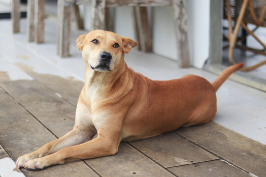 Beautiful local asian dog sitting on wooden planks and looking at camera