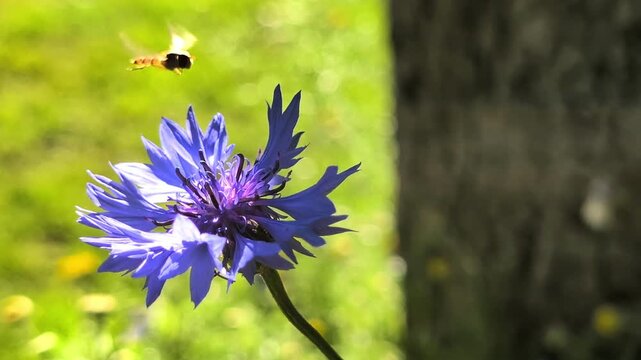 Macro close up of hoverfly insect flying and collecting nectar on a blue cornflower. Beautiful candid wildlife clip of a small syrphid fly pollination on a bright sunny summer day in a garden.
