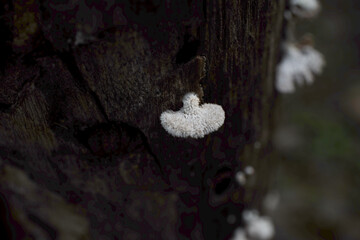 Close-up of fuzzy white shelf fungus on a dark tree trunk © Sandeep