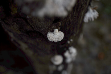 Single white shelf fungus growing on a dark tree trunk © Sandeep