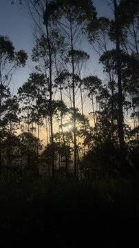 Silhouette of tall trees at sunset in peaceful forest