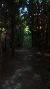Dark pine forest path with dappled sunlight in mountains