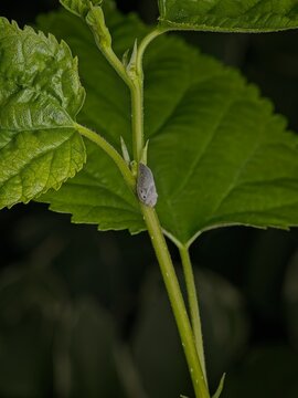 A small camouflaged treehopper insect resting on a vibrant green plant stem in a natural garden setting