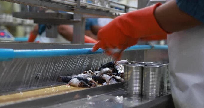 Food manufacturing industry. Worker working in canned food factory. Food industry. Canned fish factory. Worker's hand holding sardine to cutting head. Worker in food processing production line.