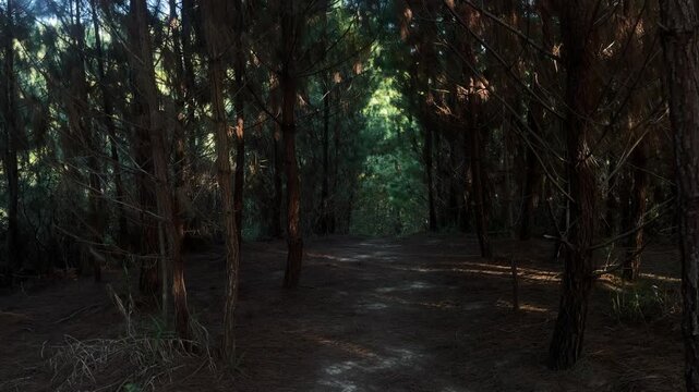 Peaceful pine forest path with sunlight filtering through trees