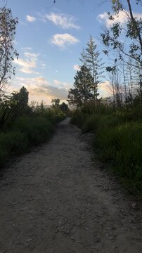 Dirt path through forest trail leading toward open sky
