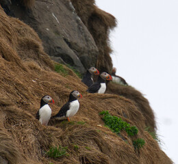 atlantic puffin on a cliff in iceland © Oleg