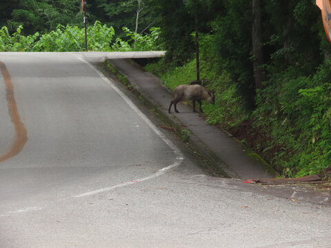 道路を歩くニホンカモシカ