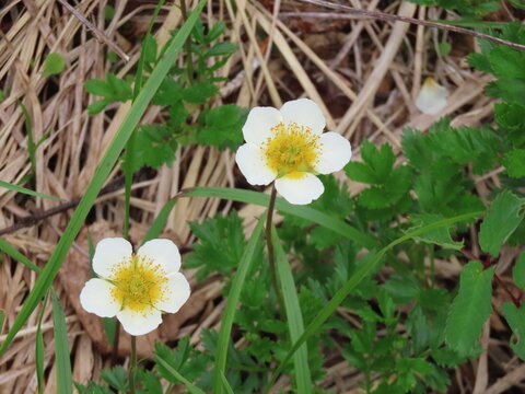 開花した白いチングルマの花