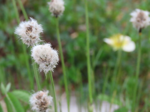 白いふわふわの植物のワタスゲ