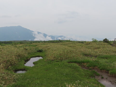 緑の木々が生えた山の景色