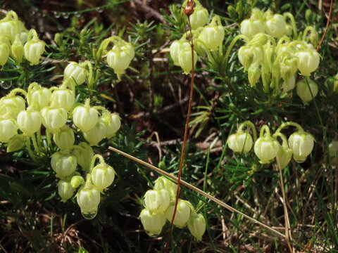 開花した白いアオノツガザクラの花