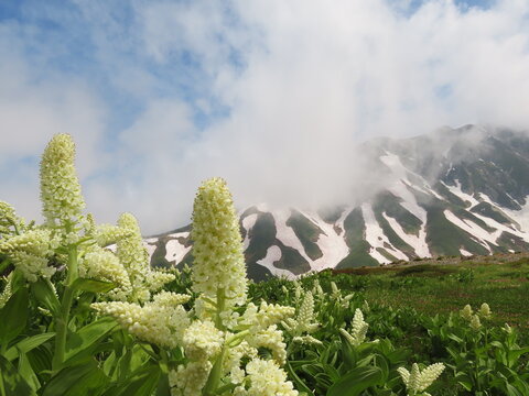 開花した白いコバイケイソウの花