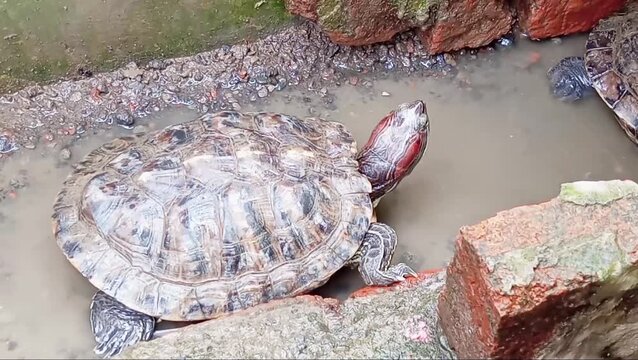 The red-eared slider (*Trachemys scripta elegans*) is a turtle that inhabits calm, warm freshwater ecosystems and is frequently kept as a pet. It is classified as an invasive species.