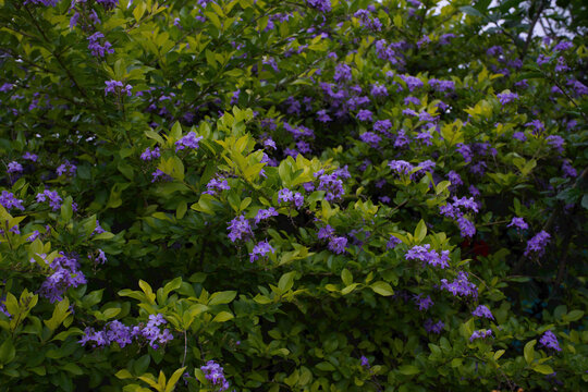 Duranta shrub covered in clusters of small purple flowers