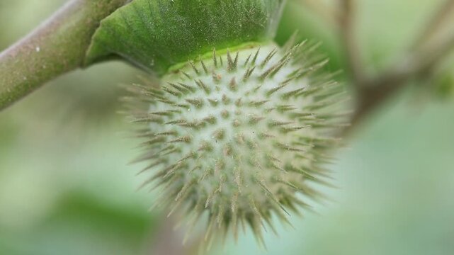 Majestic view of spiky Green Seed Pod of Datura Stramonium Jimsonweed Plant 180fps Captured in Cinematic High Detail Footage