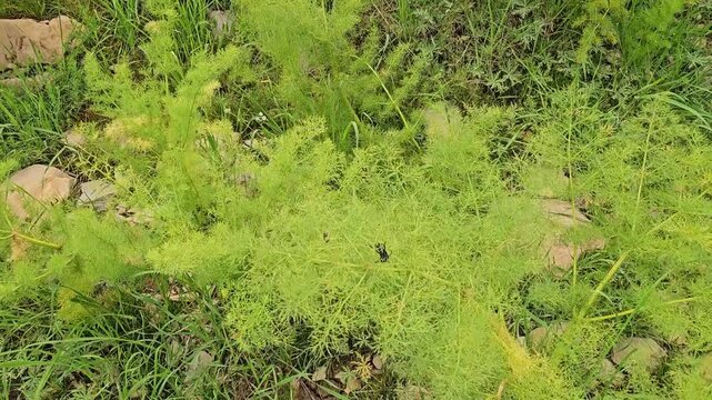 Longhorn beetle takes flight before landing on green wild herbs, its patterned exoskeleton highlighted amid soft feathery foliage.
📍 Hawraman Takht, Kurdistan, Iran 