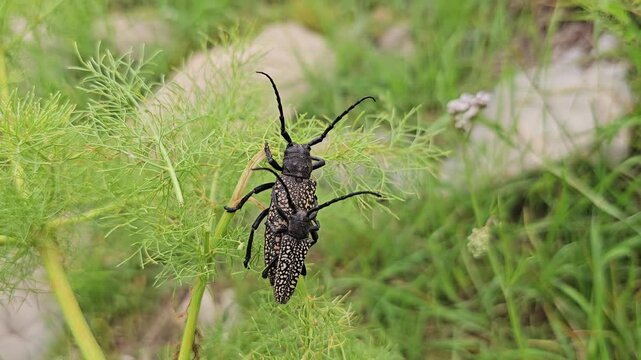A mother beetle and her offspring rest together on green wild herbs, showcasing patterned exoskeletons amid soft natural grassland textures in springtime.
📍 Hawraman Takht, Kurdistan, Iran 