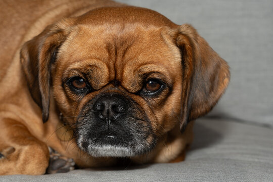 Close-up of a tired pug mix dog resting on couch