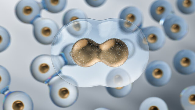 Transparent cell undergoing division with double golden nucleus splitting inside membrane