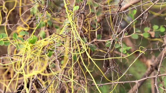 Incredible motion of macro detail of Cassytha filiformis love vine orangish wiry parasitic plant 180fps Captured in Cinematic High Detail Footage