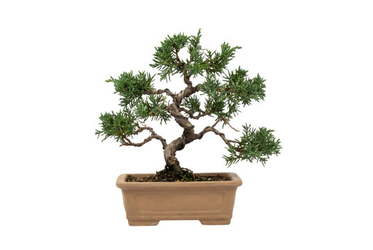 長方形の鉢に植えた杜松の盆栽