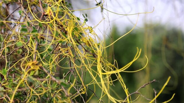 Dramatic lighting on macro detail of Cassytha filiformis love vine orangish wiry parasitic plant 180fps Captured in Cinematic High Detail Footage