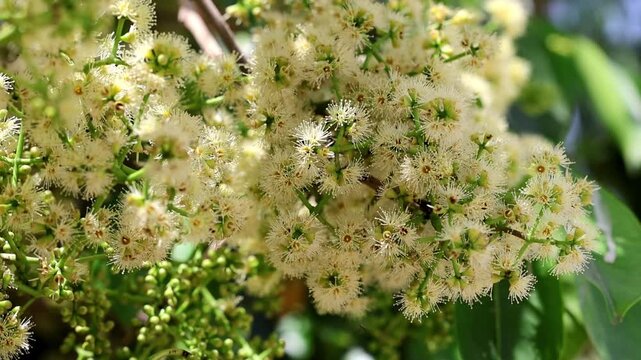 Exquisite details of close up of Java plum Syzygium cumini fruit flowers blooming 180fps Captured in Cinematic High Detail Footage