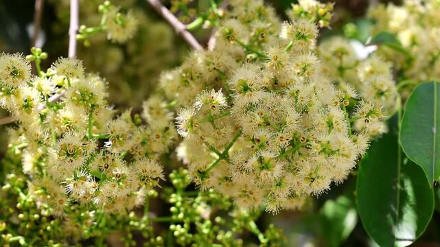 Epic visual of close up of Java plum Syzygium cumini fruit flowers blooming 180fps Captured in Cinematic High Detail Footage