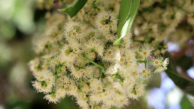 Outstanding detail of close up of Java plum Syzygium cumini fruit flowers blooming 180fps Captured in Cinematic High Detail Footage